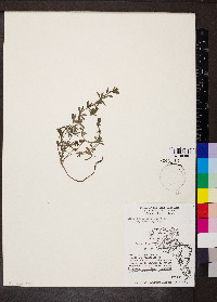 Galium concinnum image