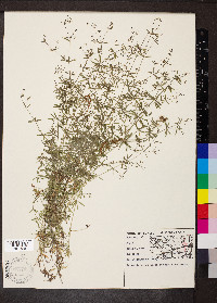 Galium concinnum image