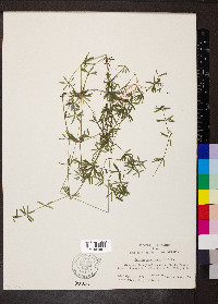 Galium concinnum image