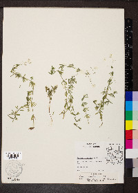 Galium concinnum image