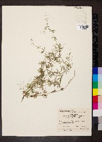 Galium concinnum image