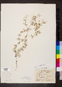 Galium concinnum image