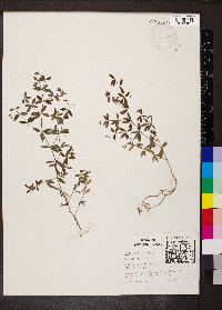 Galium obtusum image