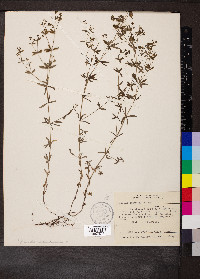 Galium obtusum image