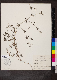 Galium obtusum image