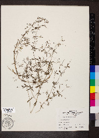 Galium obtusum image