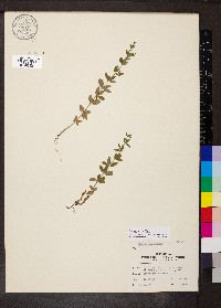 Galium pilosum image