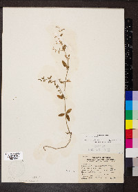 Galium pilosum image