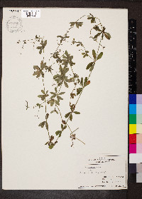 Galium pilosum image