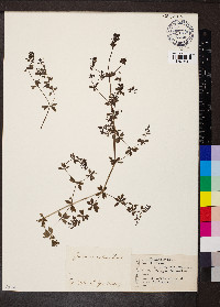 Galium asprellum image