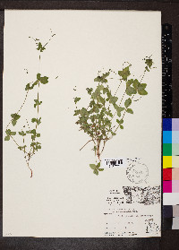 Galium circaezans var. hypomalacum image