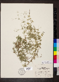 Galium concinnum image