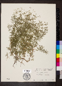 Galium concinnum image