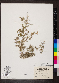 Galium concinnum image