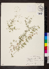 Galium concinnum image