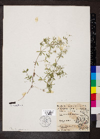 Galium concinnum image