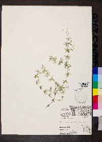 Galium concinnum image
