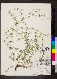 Galium concinnum image