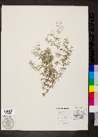 Galium concinnum image