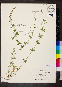 Galium pilosum image