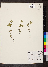 Galium pilosum image