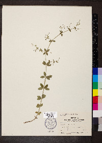 Galium pilosum image