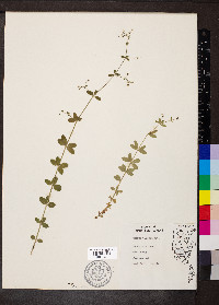 Galium pilosum image