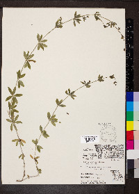 Galium triflorum var. triflorum image