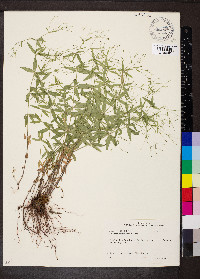 Galium arkansanum image