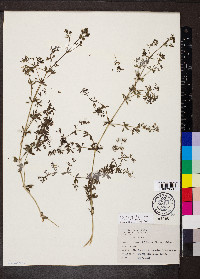 Galium asprellum image