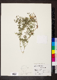 Galium asprellum image