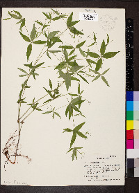 Galium latifolium image