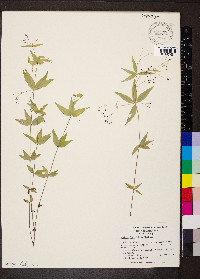 Galium latifolium image