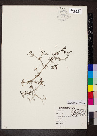 Galium mollugo image