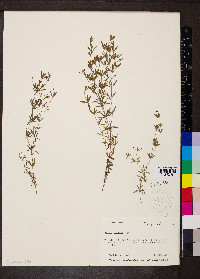 Galium obtusum image