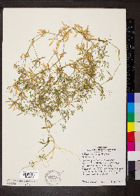 Galium obtusum image