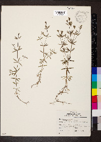 Galium obtusum image