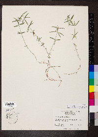 Galium uniflorum image