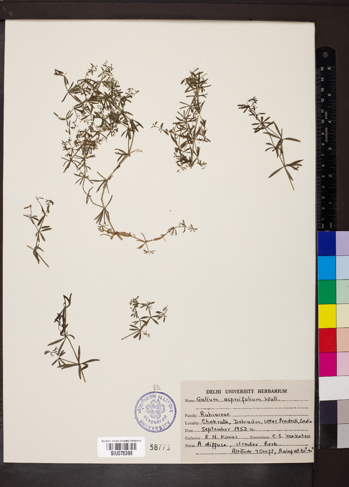 Galium asperifolium image