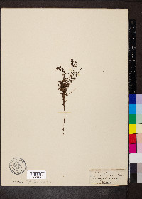 Galium saxatile image