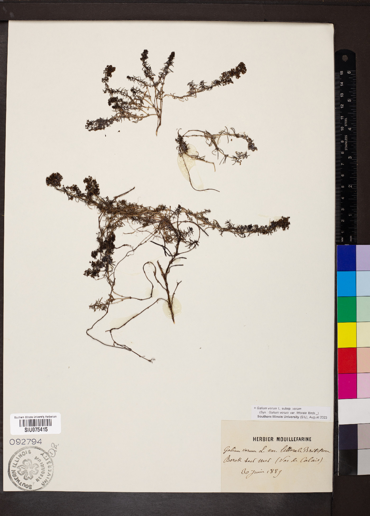 Galium verum subsp. verum image