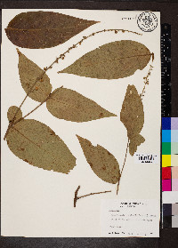 Gonzalagunia cornifolia image