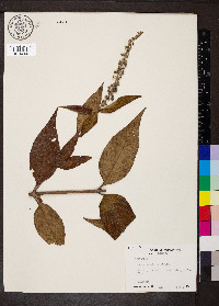 Gonzalagunia cornifolia image