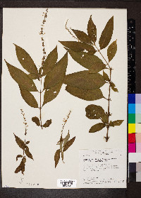 Gonzalagunia dicocca image