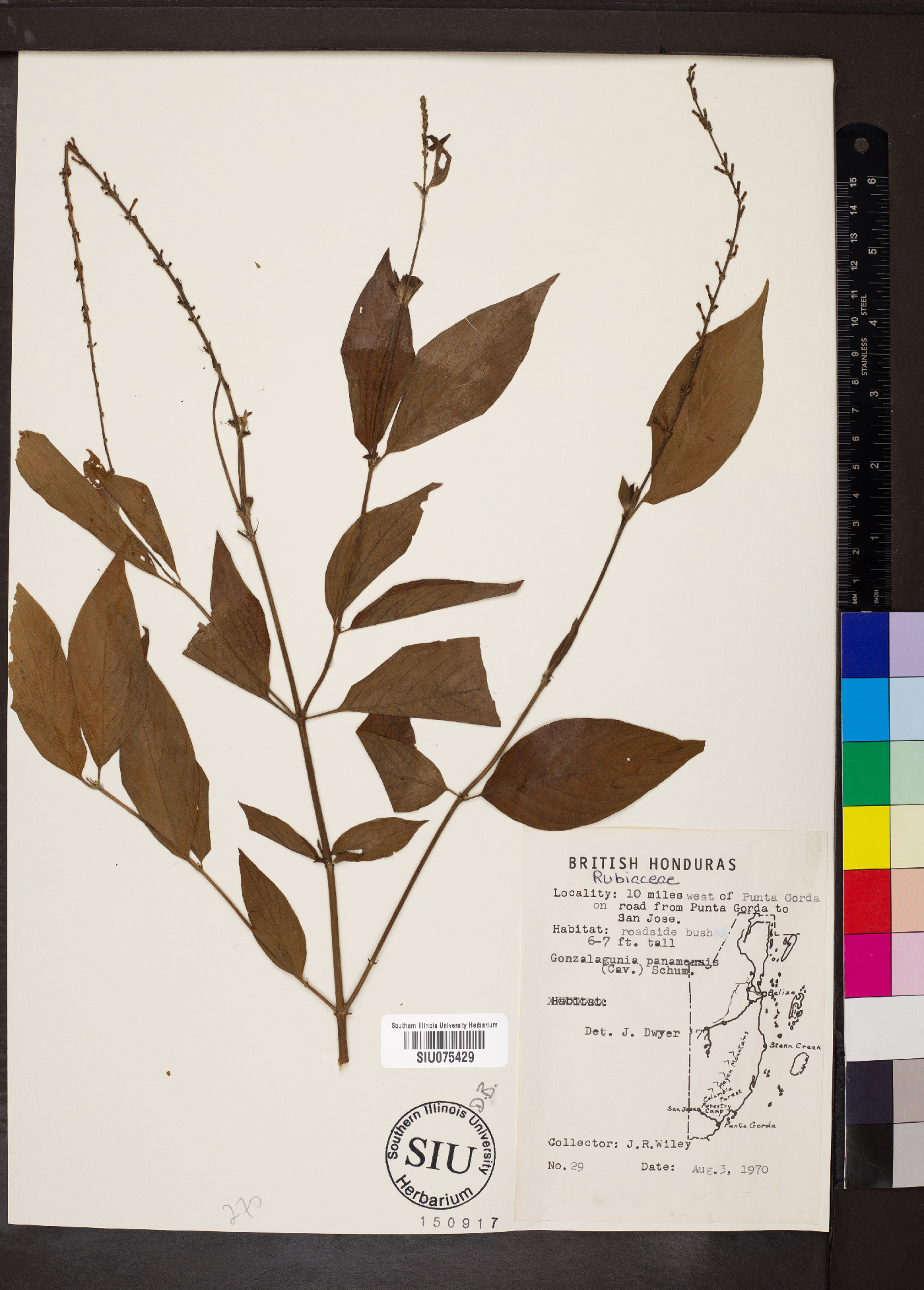 Gonzalagunia panamensis image