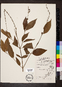 Gonzalagunia panamensis image