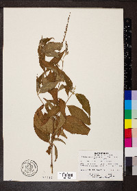 Gonzalagunia panamensis image