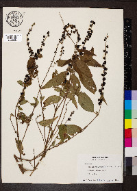 Gonzalagunia panamensis image