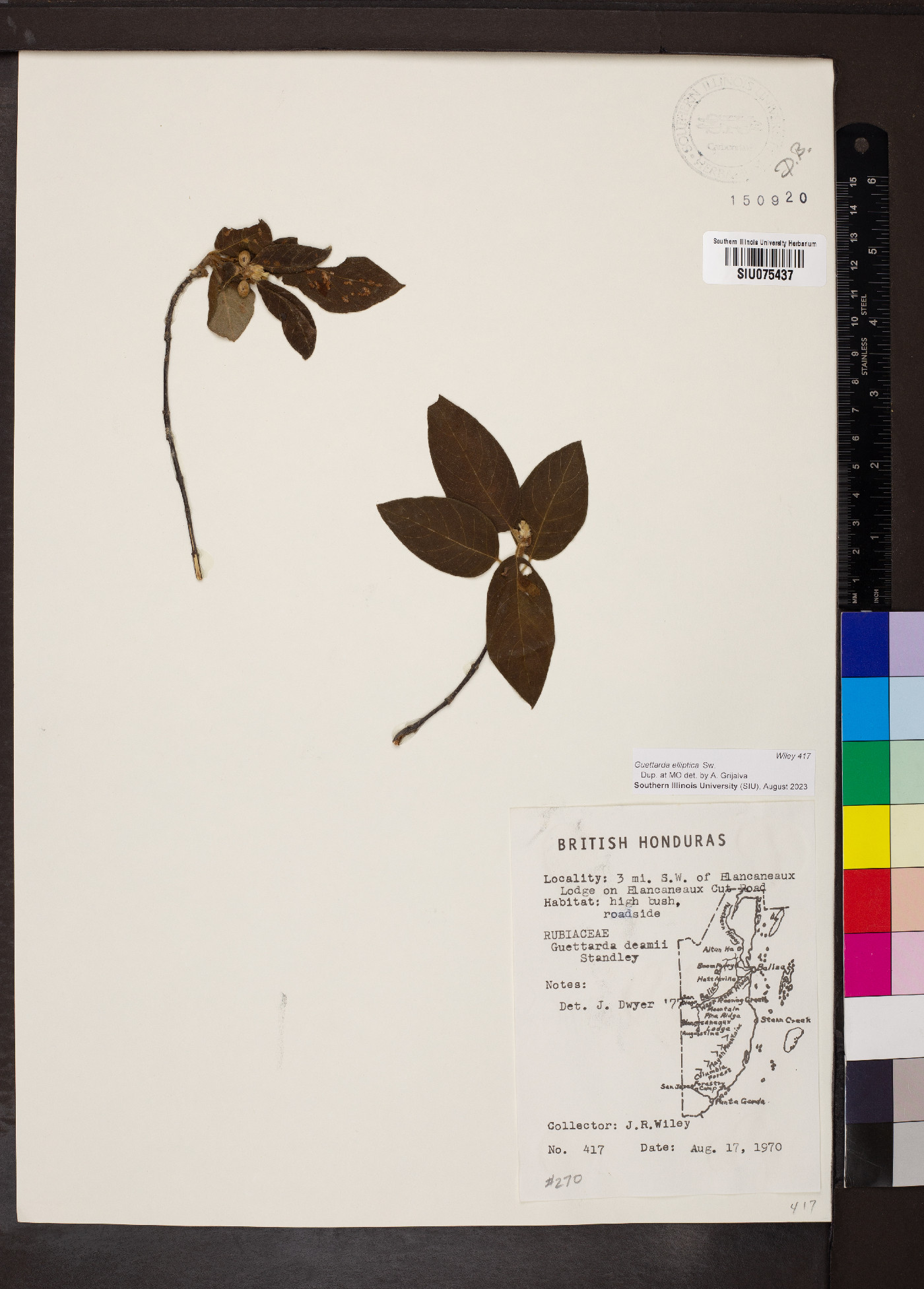 Guettarda elliptica image