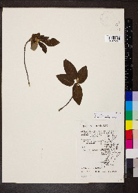 Guettarda elliptica image